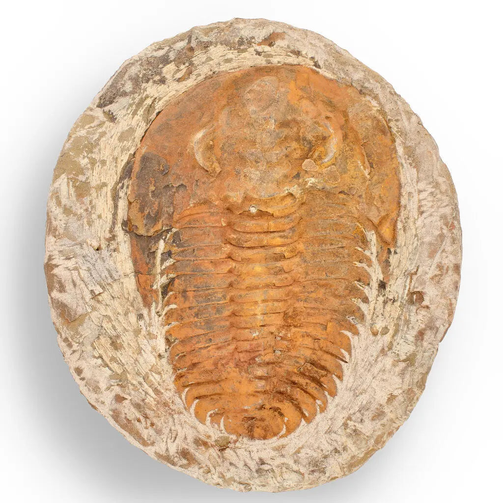 Buy your Cambropallas Trilobite with Perfect Positive-Negative Split – 509 MYA online now or in store at Forever Gems in Franschhoek, South Africa
