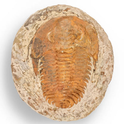Buy your Cambropallas Trilobite with Perfect Positive-Negative Split – 509 MYA online now or in store at Forever Gems in Franschhoek, South Africa