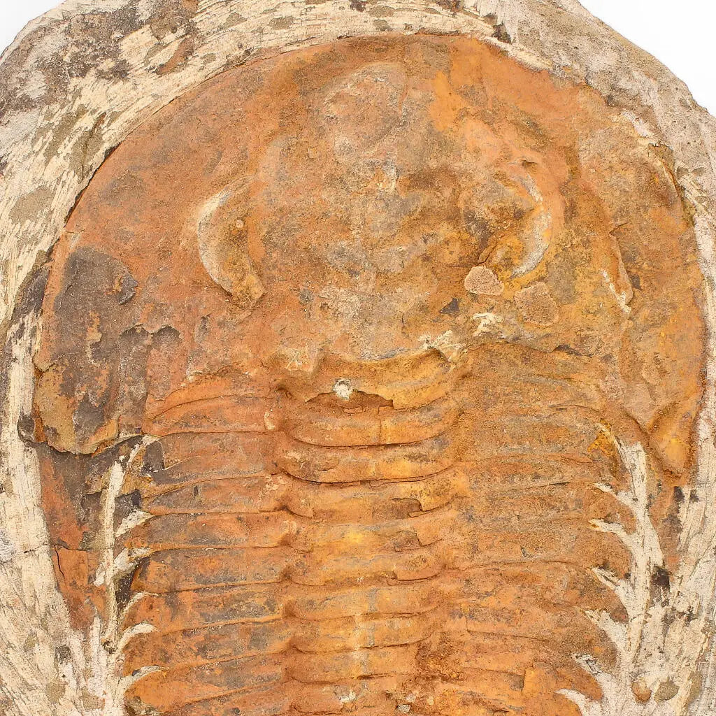 Buy your Cambropallas Trilobite with Perfect Positive-Negative Split – 509 MYA online now or in store at Forever Gems in Franschhoek, South Africa