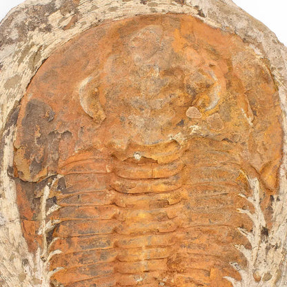 Buy your Cambropallas Trilobite with Perfect Positive-Negative Split – 509 MYA online now or in store at Forever Gems in Franschhoek, South Africa