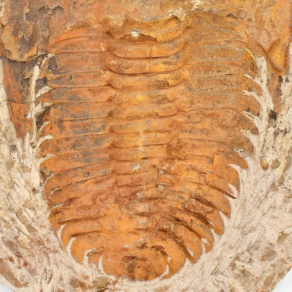 Buy your Cambropallas Trilobite with Perfect Positive-Negative Split – 509 MYA online now or in store at Forever Gems in Franschhoek, South Africa