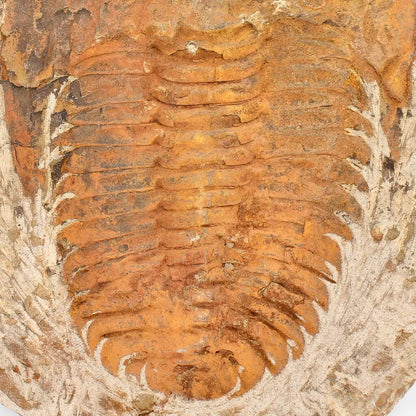 Buy your Cambropallas Trilobite with Perfect Positive-Negative Split – 509 MYA online now or in store at Forever Gems in Franschhoek, South Africa