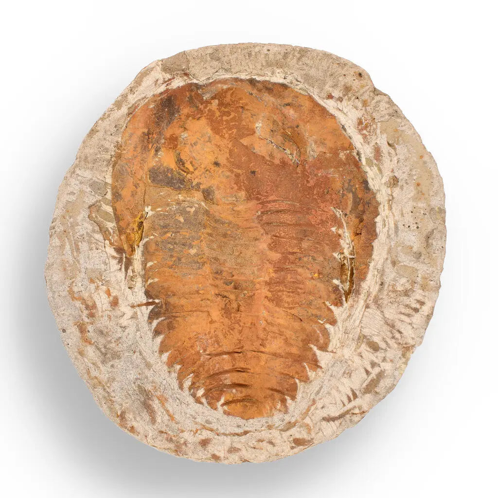 Buy your Cambropallas Trilobite with Perfect Positive-Negative Split – 509 MYA online now or in store at Forever Gems in Franschhoek, South Africa