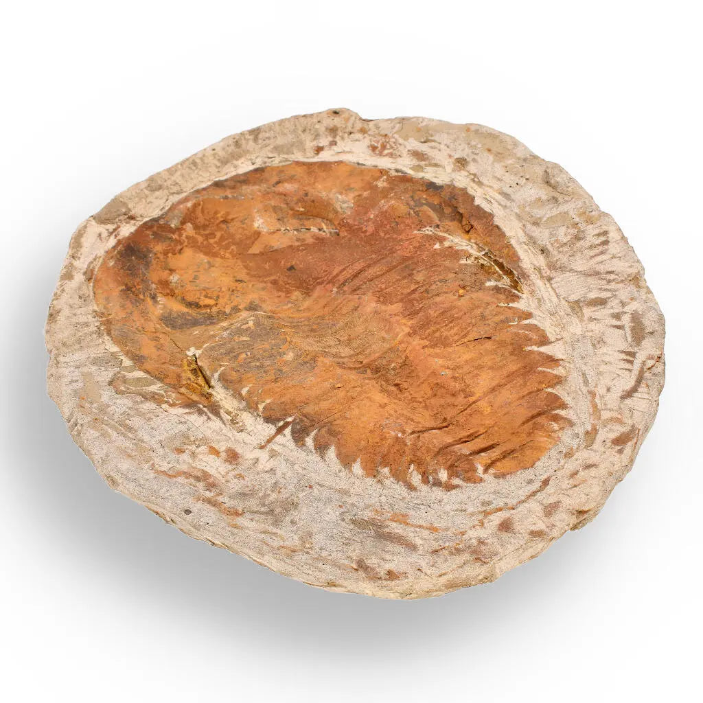 Buy your Cambropallas Trilobite with Perfect Positive-Negative Split – 509 MYA online now or in store at Forever Gems in Franschhoek, South Africa