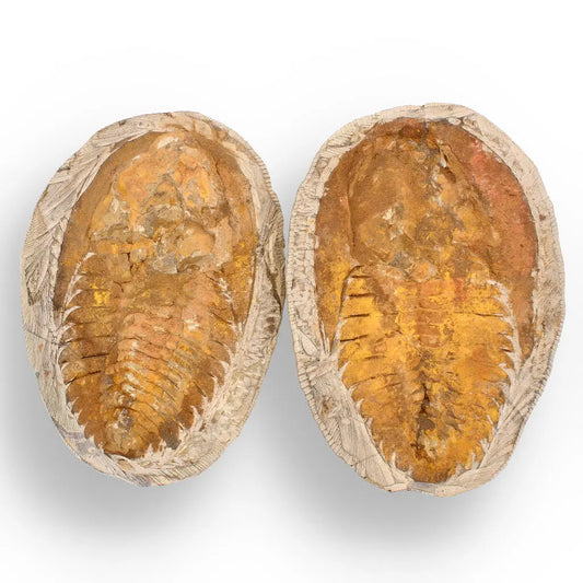 Buy your Rare Cambropallas Trilobite Fossil – Pristine Positive & Negative Split online now or in store at Forever Gems in Franschhoek, South Africa