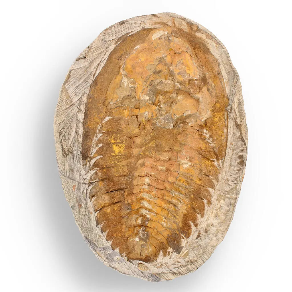 Buy your Rare Cambropallas Trilobite Fossil – Pristine Positive & Negative Split online now or in store at Forever Gems in Franschhoek, South Africa