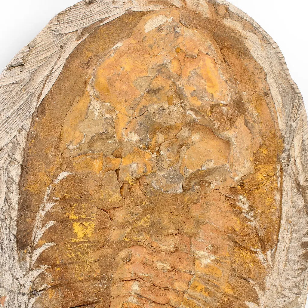 Buy your Rare Cambropallas Trilobite Fossil – Pristine Positive & Negative Split online now or in store at Forever Gems in Franschhoek, South Africa