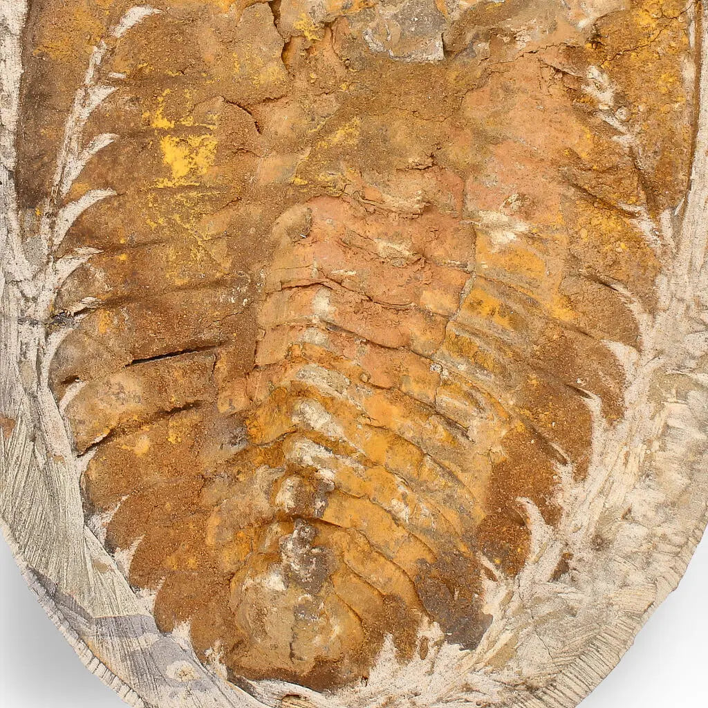 Buy your Rare Cambropallas Trilobite Fossil – Pristine Positive & Negative Split online now or in store at Forever Gems in Franschhoek, South Africa