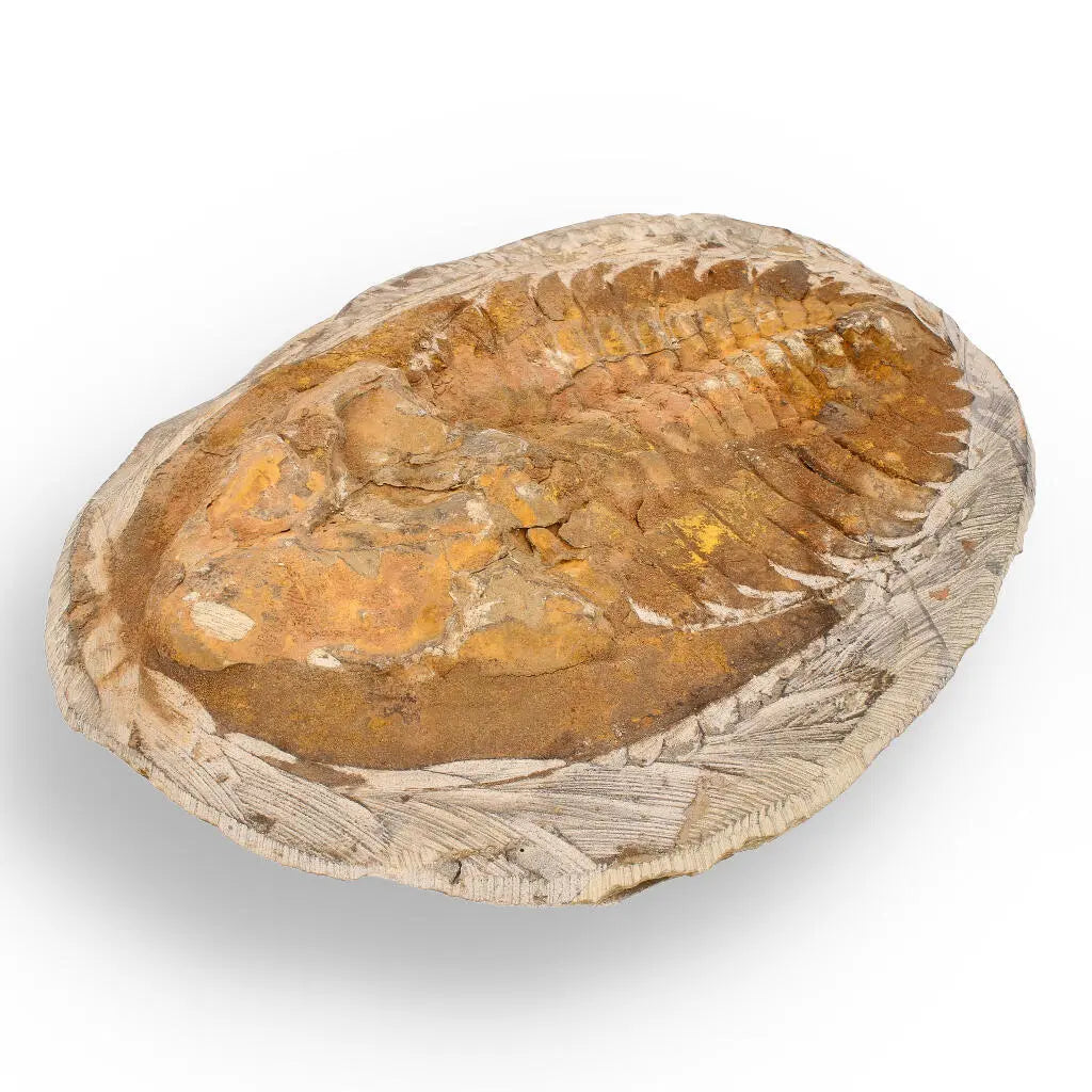 Buy your Rare Cambropallas Trilobite Fossil – Pristine Positive & Negative Split online now or in store at Forever Gems in Franschhoek, South Africa