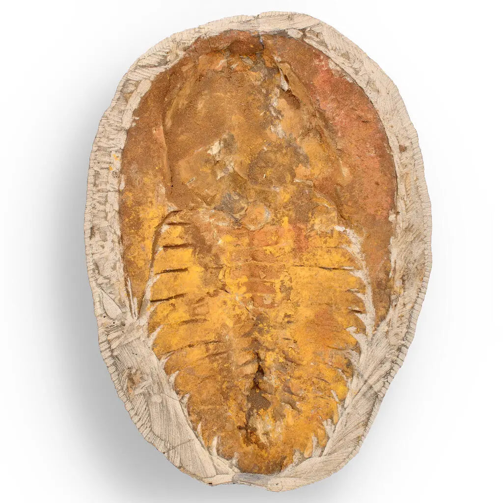 Buy your Rare Cambropallas Trilobite Fossil – Pristine Positive & Negative Split online now or in store at Forever Gems in Franschhoek, South Africa