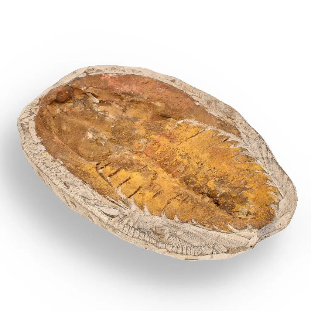 Buy your Rare Cambropallas Trilobite Fossil – Pristine Positive & Negative Split online now or in store at Forever Gems in Franschhoek, South Africa