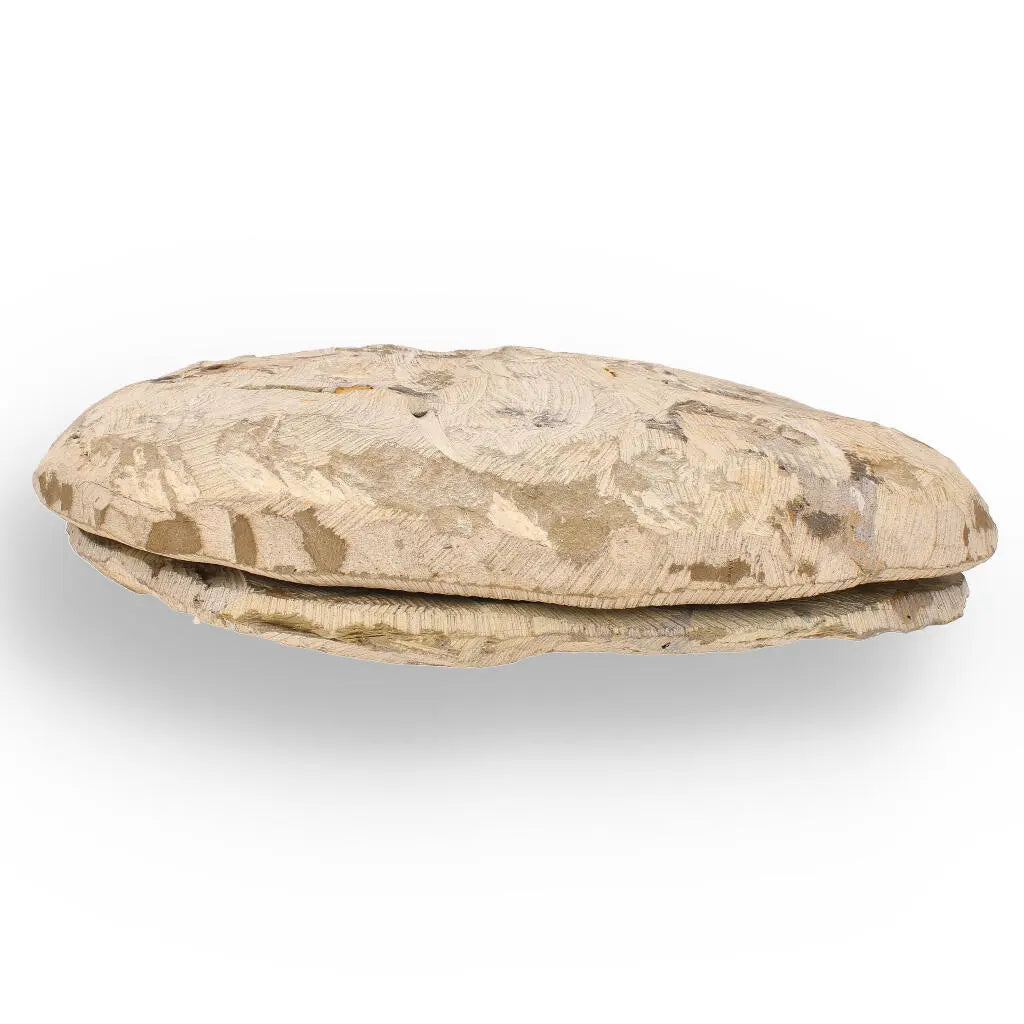 Buy your Rare Cambropallas Trilobite Fossil – Pristine Positive & Negative Split online now or in store at Forever Gems in Franschhoek, South Africa