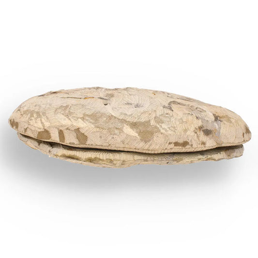Buy your Rare Cambropallas Trilobite Fossil – Pristine Positive & Negative Split online now or in store at Forever Gems in Franschhoek, South Africa