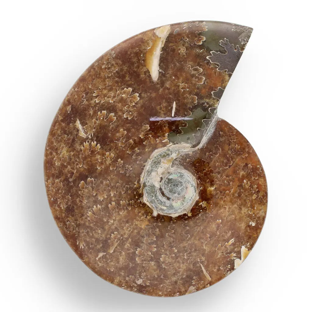 Get your 132mm Authentic Polished Ammonite Fossil, Tulear, Madagascar 132mm online now or in store at Forever Gems in Franschhoek, South Africa