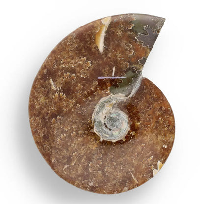 Get your 132mm Authentic Polished Ammonite Fossil, Tulear, Madagascar 132mm online now or in store at Forever Gems in Franschhoek, South Africa