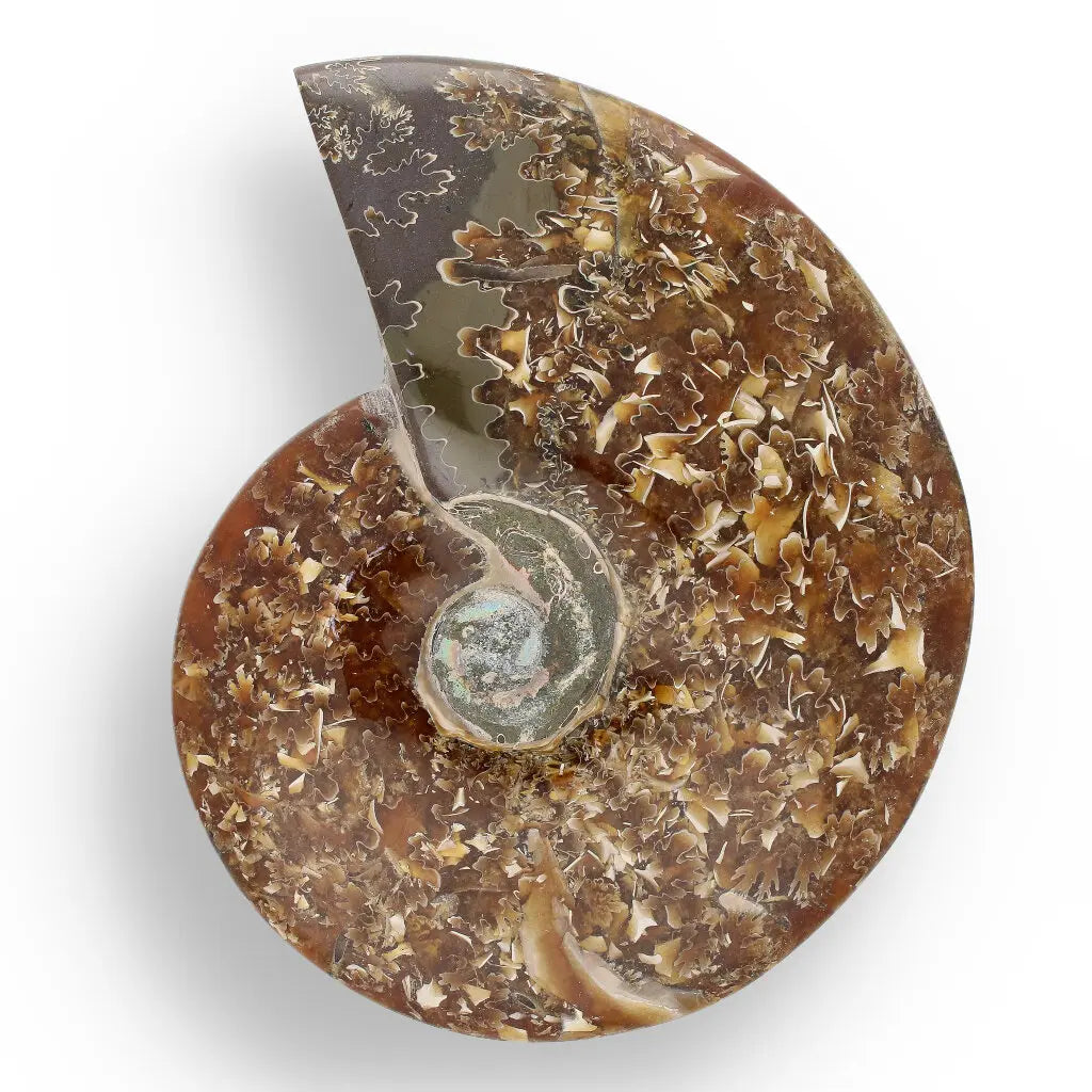 Get your 132mm Authentic Polished Ammonite Fossil, Tulear, Madagascar 132mm online now or in store at Forever Gems in Franschhoek, South Africa
