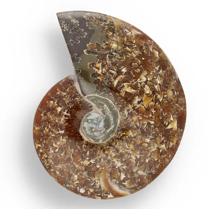 Get your 132mm Authentic Polished Ammonite Fossil, Tulear, Madagascar 132mm online now or in store at Forever Gems in Franschhoek, South Africa