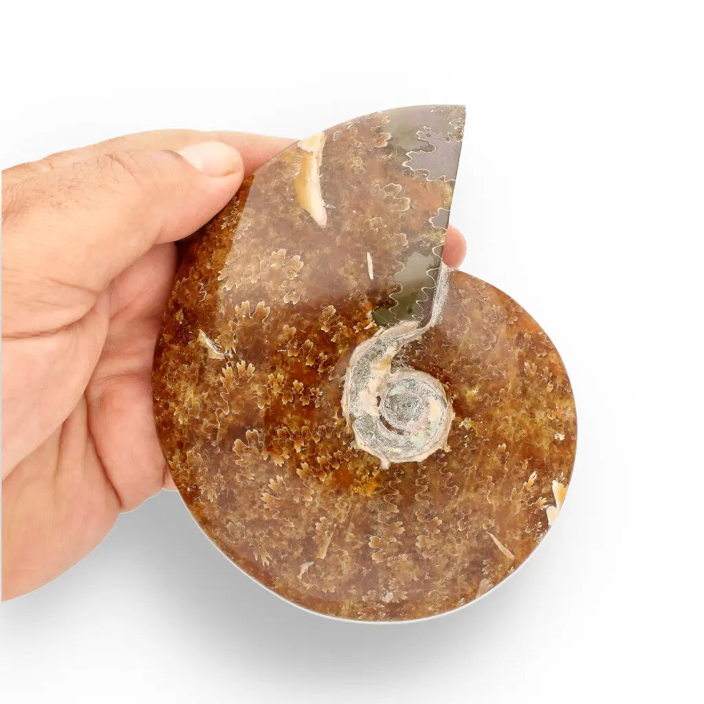 Get your 132mm Authentic Polished Ammonite Fossil, Tulear, Madagascar 132mm online now or in store at Forever Gems in Franschhoek, South Africa