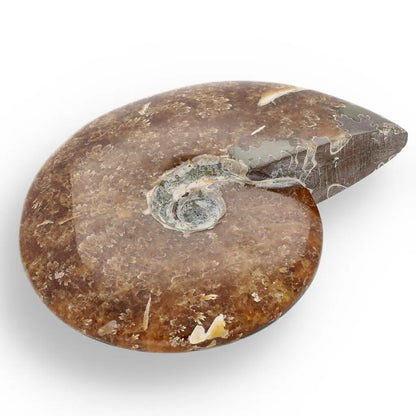 Get your 132mm Authentic Polished Ammonite Fossil, Tulear, Madagascar 132mm online now or in store at Forever Gems in Franschhoek, South Africa