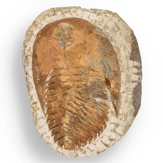 Buy your Authentic Cambropallas Trilobite – 509-Million-Year-Old Fossil online now or in store at Forever Gems in Franschhoek, South Africa