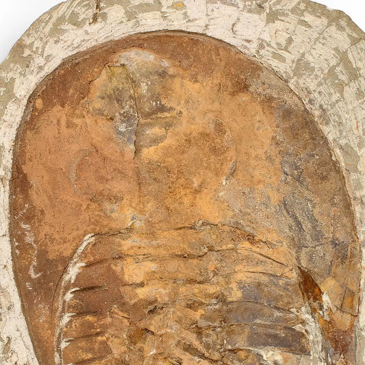 Buy your Authentic Cambropallas Trilobite – 509-Million-Year-Old Fossil online now or in store at Forever Gems in Franschhoek, South Africa