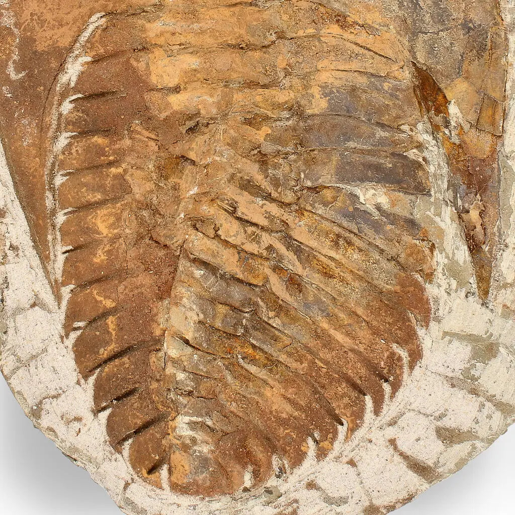 Buy your Authentic Cambropallas Trilobite – 509-Million-Year-Old Fossil online now or in store at Forever Gems in Franschhoek, South Africa