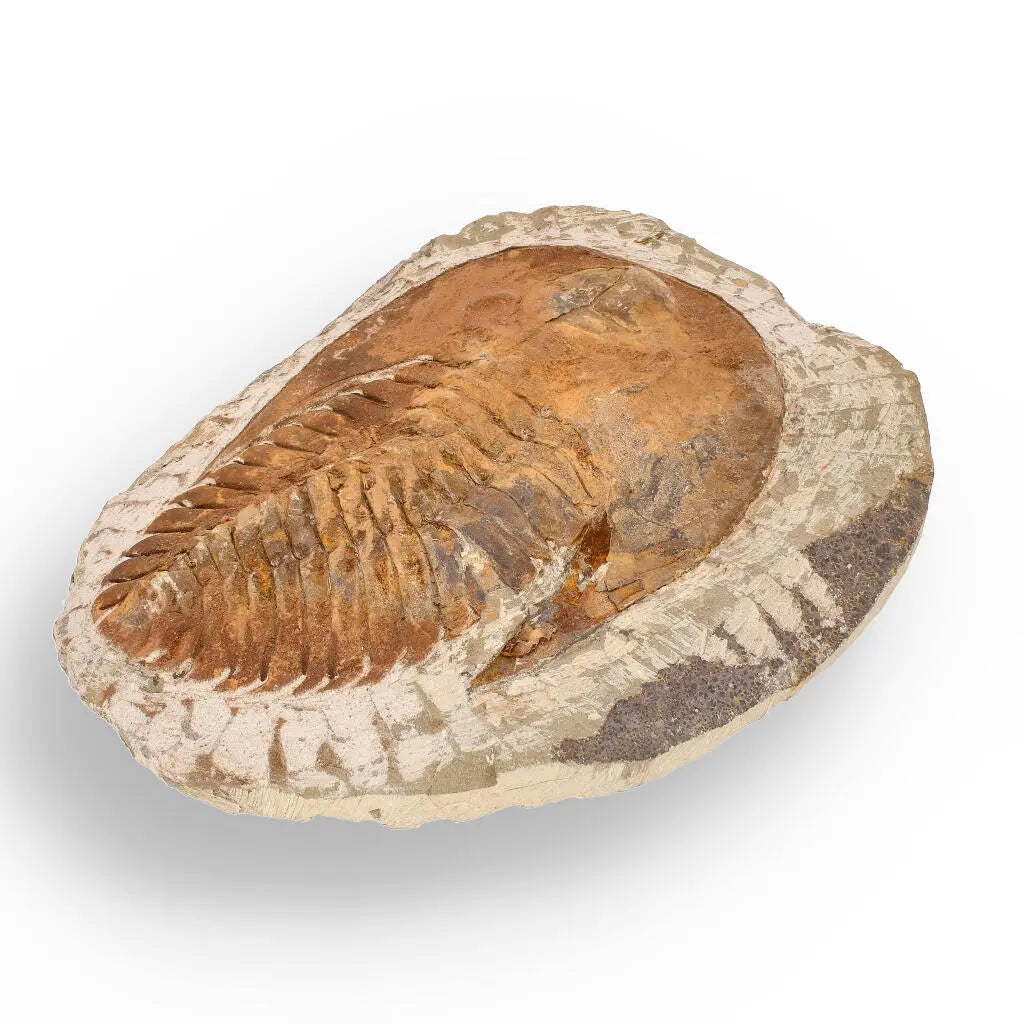 Buy your Authentic Cambropallas Trilobite – 509-Million-Year-Old Fossil online now or in store at Forever Gems in Franschhoek, South Africa