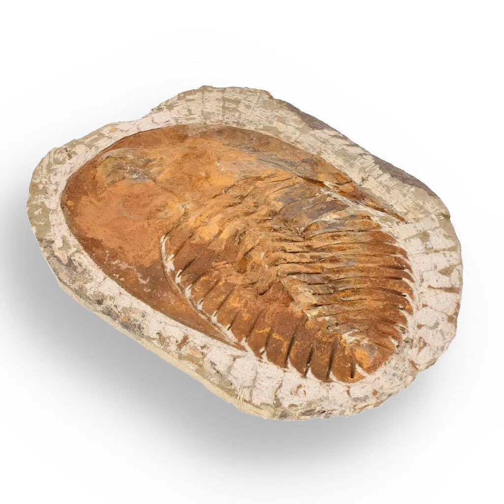 Buy your Authentic Cambropallas Trilobite – 509-Million-Year-Old Fossil online now or in store at Forever Gems in Franschhoek, South Africa