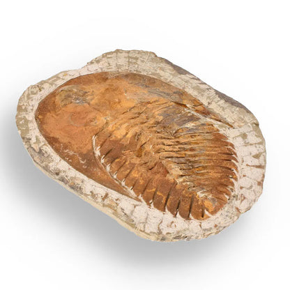 Buy your Authentic Cambropallas Trilobite – 509-Million-Year-Old Fossil online now or in store at Forever Gems in Franschhoek, South Africa
