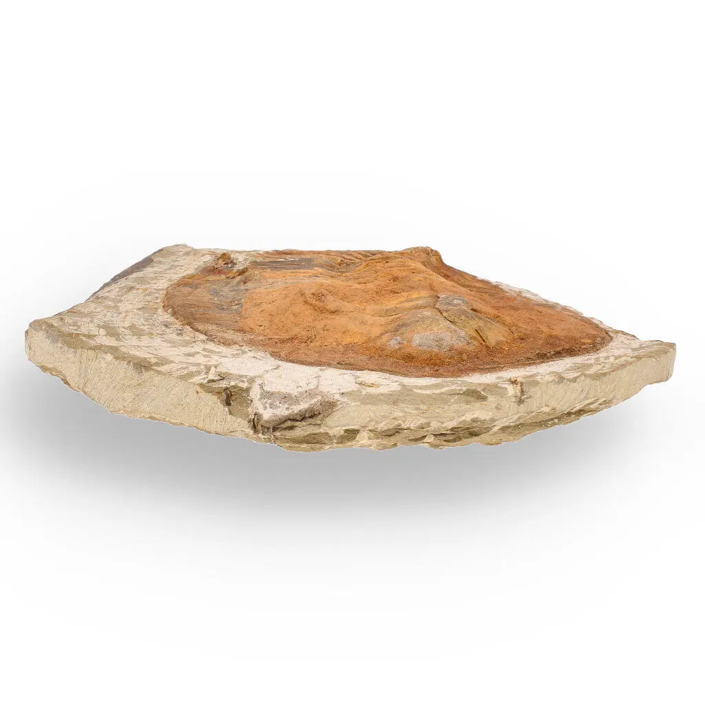 Buy your Authentic Cambropallas Trilobite – 509-Million-Year-Old Fossil online now or in store at Forever Gems in Franschhoek, South Africa