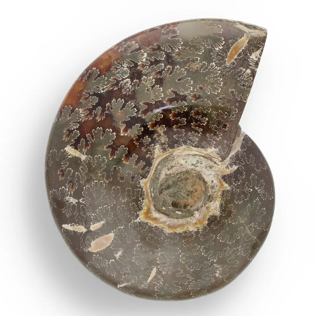 Get your 109mm Authentic Polished Ammonite Fossil, Tulear, Madagascar online now or in store at Forever Gems in Franschhoek, South Africa