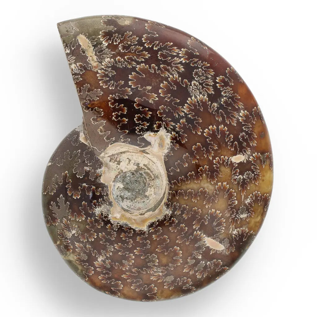 Get your 109mm Authentic Polished Ammonite Fossil, Tulear, Madagascar online now or in store at Forever Gems in Franschhoek, South Africa