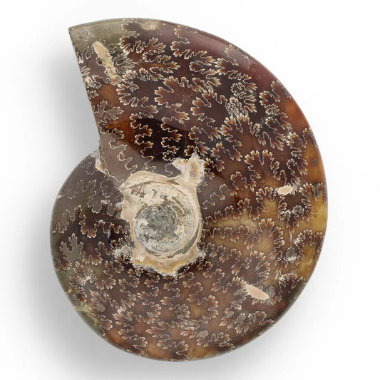 Get your 109mm Authentic Polished Ammonite Fossil, Tulear, Madagascar online now or in store at Forever Gems in Franschhoek, South Africa
