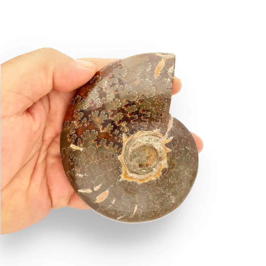 Get your 109mm Authentic Polished Ammonite Fossil, Tulear, Madagascar online now or in store at Forever Gems in Franschhoek, South Africa