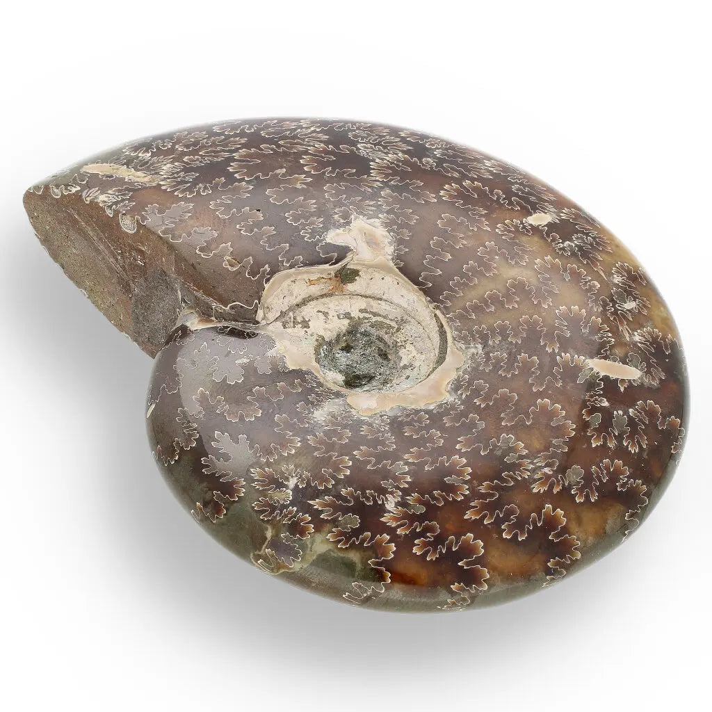 Get your 109mm Authentic Polished Ammonite Fossil, Tulear, Madagascar online now or in store at Forever Gems in Franschhoek, South Africa