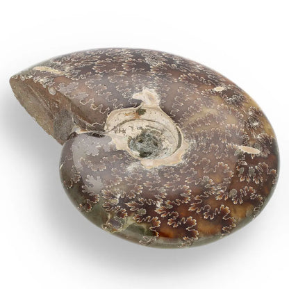 Get your 109mm Authentic Polished Ammonite Fossil, Tulear, Madagascar online now or in store at Forever Gems in Franschhoek, South Africa