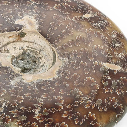 Get your 109mm Authentic Polished Ammonite Fossil, Tulear, Madagascar online now or in store at Forever Gems in Franschhoek, South Africa