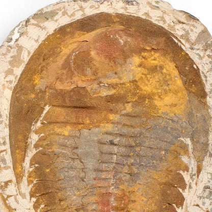 Buy your Authentic Cambropallas Trilobite – Ancient Marine Relic from Morocco online now or in store at Forever Gems in Franschhoek, South Africa