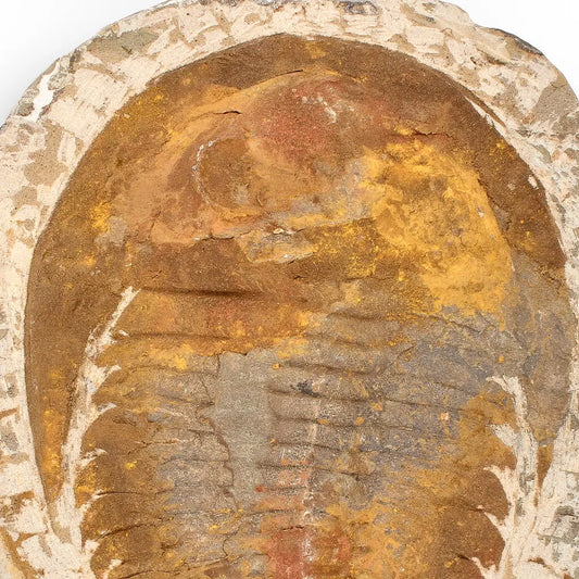 Buy your Authentic Cambropallas Trilobite – Ancient Marine Relic from Morocco online now or in store at Forever Gems in Franschhoek, South Africa