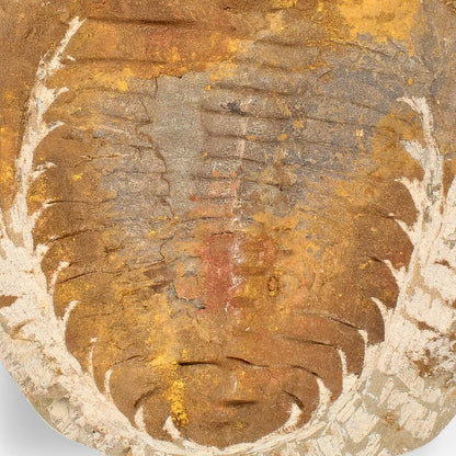 Buy your Authentic Cambropallas Trilobite – Ancient Marine Relic from Morocco online now or in store at Forever Gems in Franschhoek, South Africa