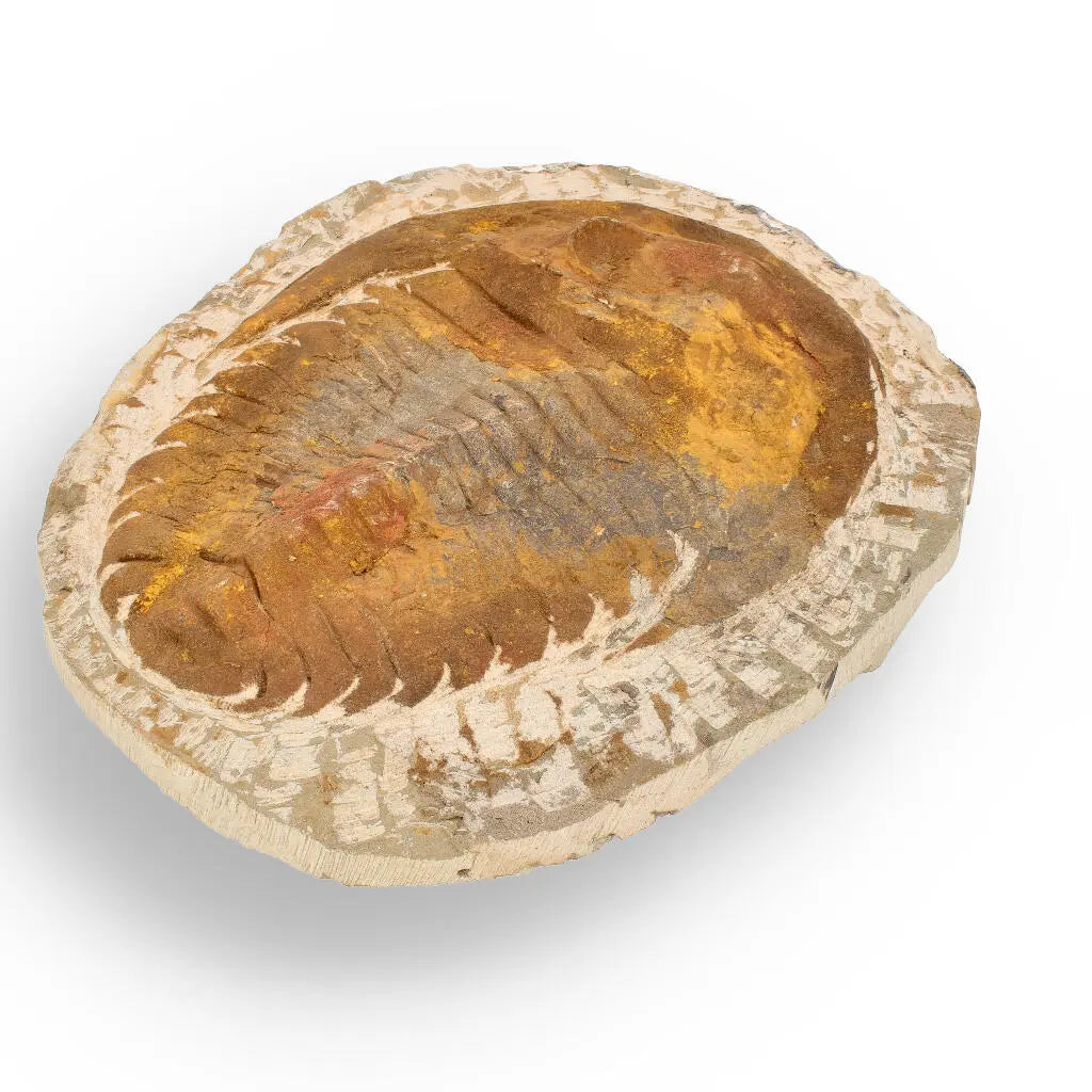 Buy your Authentic Cambropallas Trilobite – Ancient Marine Relic from Morocco online now or in store at Forever Gems in Franschhoek, South Africa