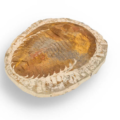 Buy your Authentic Cambropallas Trilobite – Ancient Marine Relic from Morocco online now or in store at Forever Gems in Franschhoek, South Africa