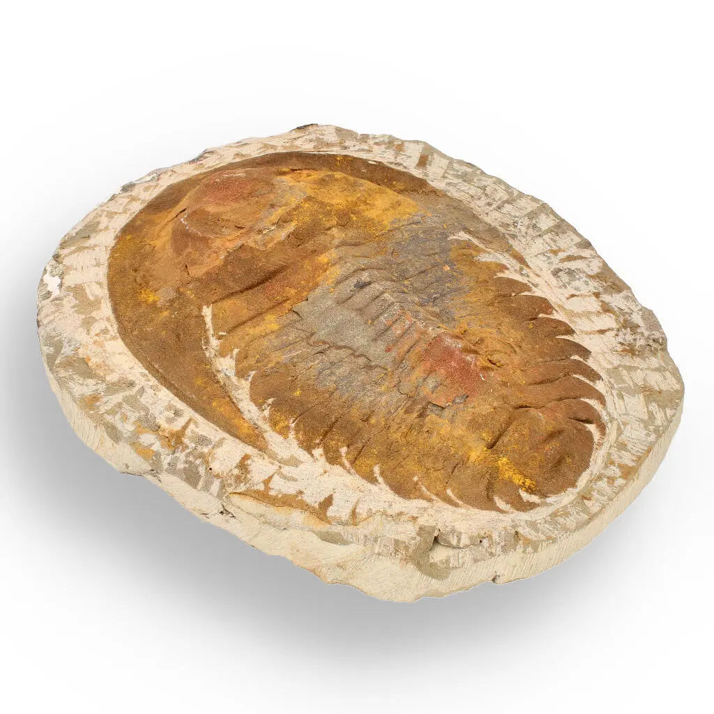 Buy your Authentic Cambropallas Trilobite – Ancient Marine Relic from Morocco online now or in store at Forever Gems in Franschhoek, South Africa