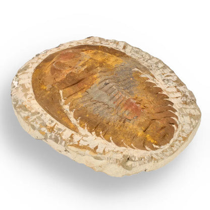 Buy your Authentic Cambropallas Trilobite – Ancient Marine Relic from Morocco online now or in store at Forever Gems in Franschhoek, South Africa
