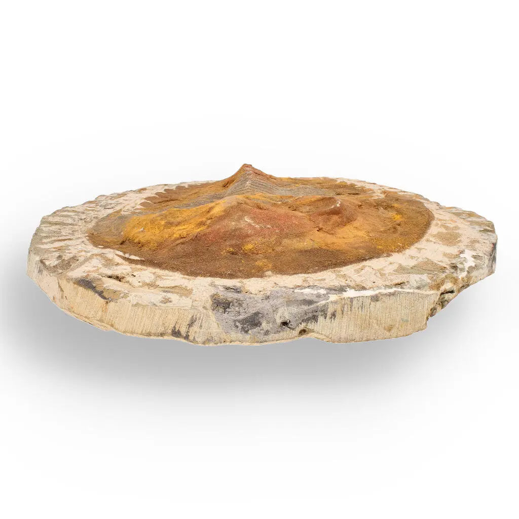 Buy your Authentic Cambropallas Trilobite – Ancient Marine Relic from Morocco online now or in store at Forever Gems in Franschhoek, South Africa