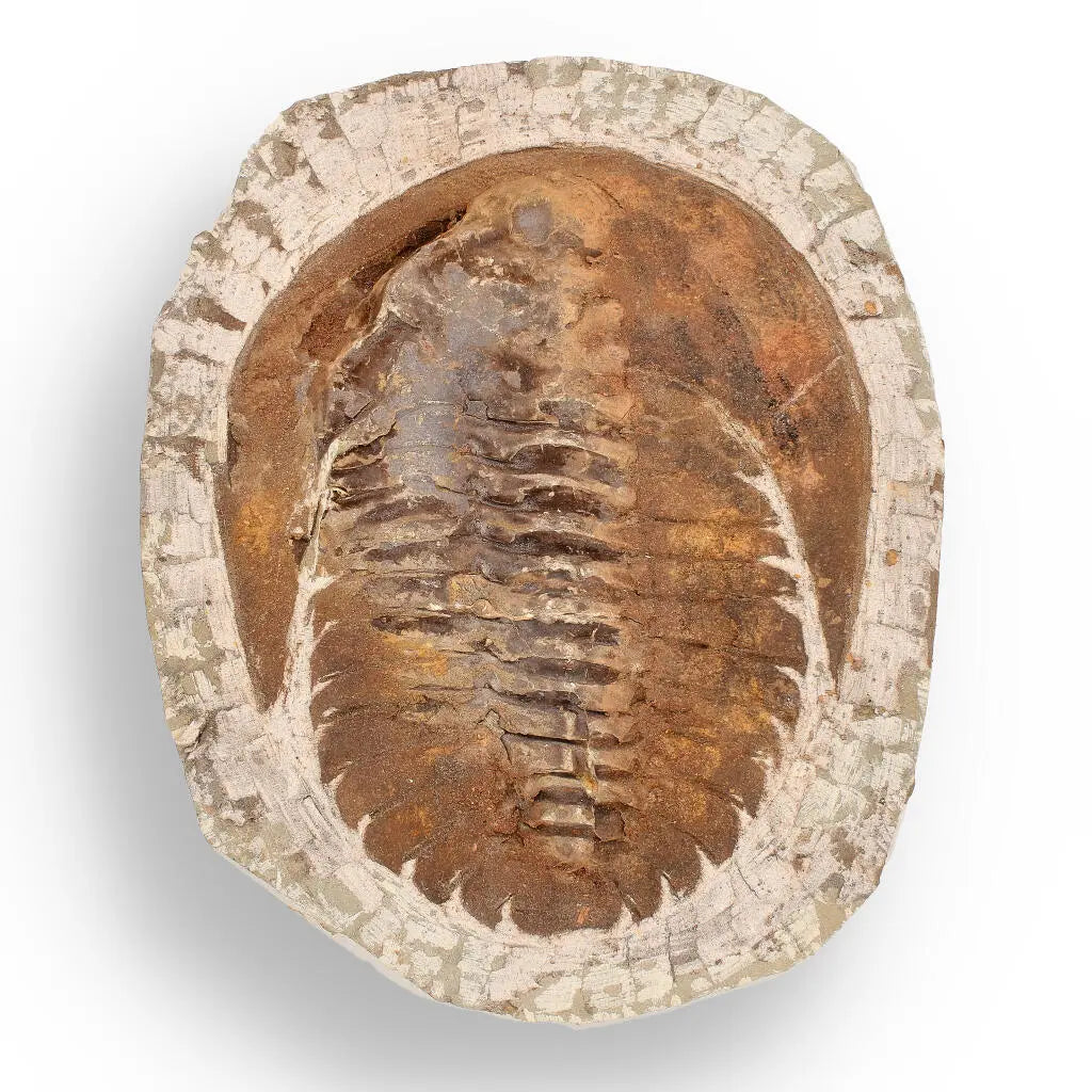 Buy your Authentic Cambropallas Trilobite – A Prehistoric Treasure from Jbel Ougnate online now or in store at Forever Gems in Franschhoek, South Africa