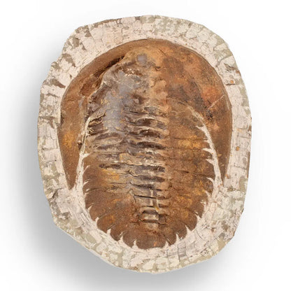 Buy your Authentic Cambropallas Trilobite – A Prehistoric Treasure from Jbel Ougnate online now or in store at Forever Gems in Franschhoek, South Africa