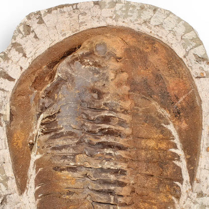 Buy your Authentic Cambropallas Trilobite – A Prehistoric Treasure from Jbel Ougnate online now or in store at Forever Gems in Franschhoek, South Africa