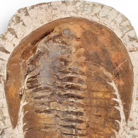 Buy your Authentic Cambropallas Trilobite – A Prehistoric Treasure from Jbel Ougnate online now or in store at Forever Gems in Franschhoek, South Africa