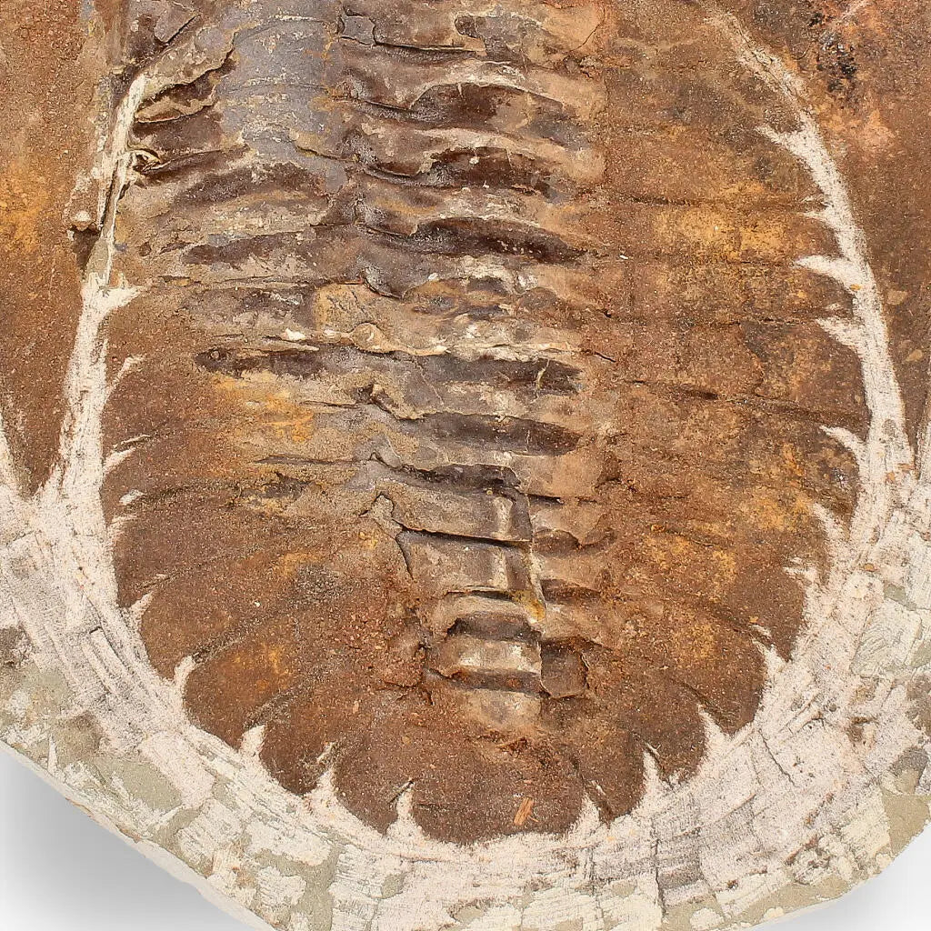 Buy your Authentic Cambropallas Trilobite – A Prehistoric Treasure from Jbel Ougnate online now or in store at Forever Gems in Franschhoek, South Africa
